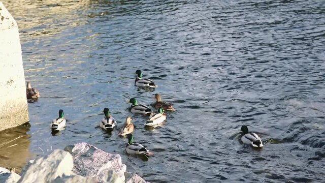 A group of mallard ducks swimming in a lake in Volda, Norway