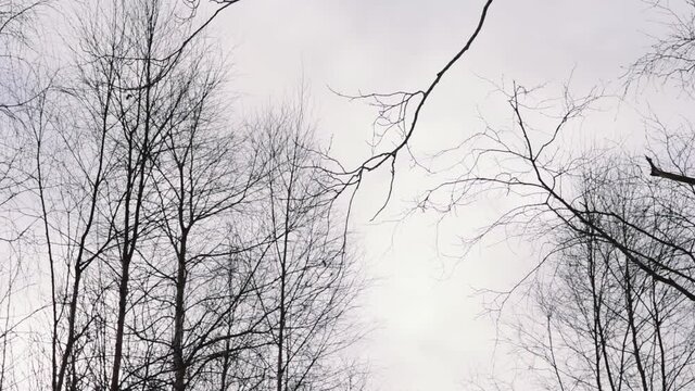 A bunch of trees with bare branches in Volda, Norway