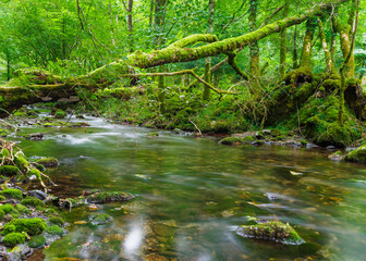 Río fluyendo entre bosque verde y frondoso