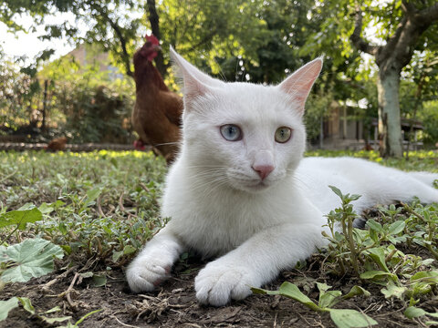 Van cat white clearance