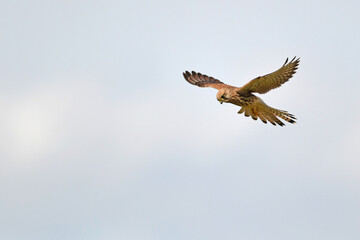 Fototapeta na wymiar Common kestrel - female // Turmfalke - Weibchen (Falco tinnunculus)