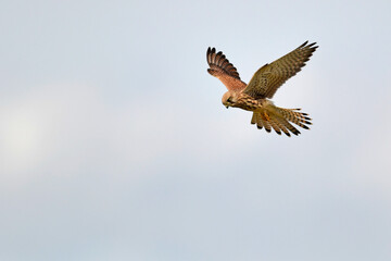 Turmfalke - Weibchen // Common kestrel - female (Falco tinnunculus)