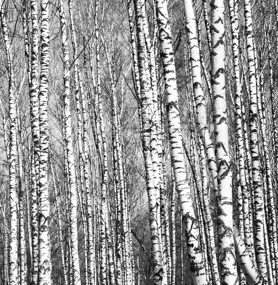 Fototapete Spring view of trunks of birch trees black and white