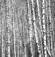 Spring view of trunks of birch trees black and white