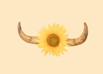 A bull horn with bright yellow sunflower in between. Minimal beige background.
