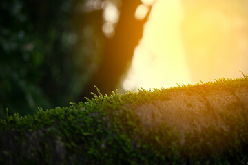 Selective focus Beautiful green moss on the tree  branch with sunlight moss closeup, macro. Beautiful background of moss for wallpaper..