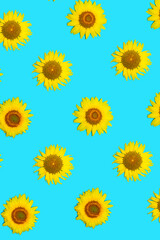A beautiful sunflowers pattern on bright blue background. Flat lay.