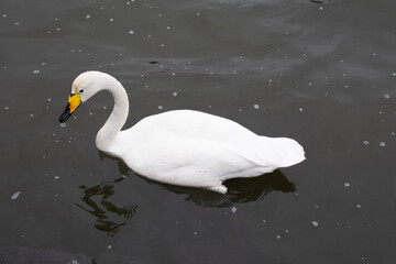 swan on the lake