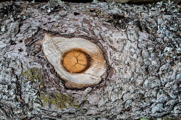 coupe de bois, troncs d'arbres au sol