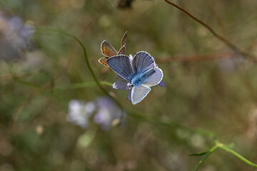 Plebejus argus is a butterfly in the family Lycaenidae. It has bright blue wings rimmed in black...