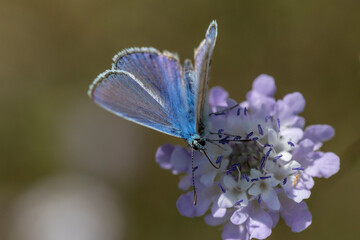  Plebejus argus is a butterfly in the family Lycaenidae. It has bright blue wings rimmed in black with white edges and silver spots on its hindwings, lending it the name of the silver-studded blue.