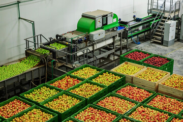 Production plant for washing, sorting and packaging of apples. Storage of apples of different varieties. Top view of pallets full of apples and the automation process for sorting and washing apples