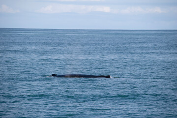 Obraz premium boat in the ocean