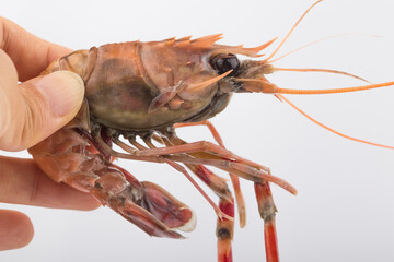 Red banded lobster photo with white background.