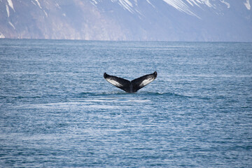 Fototapeta premium humpback tail