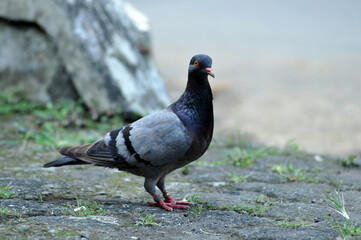 Gray doves are looking for food in the yard