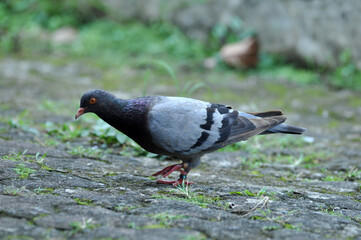 Gray doves are looking for food in the yard