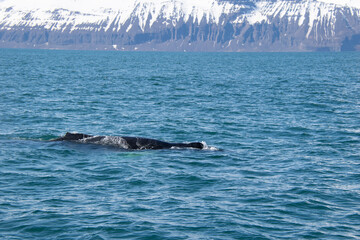 Fototapeta premium humpback tail