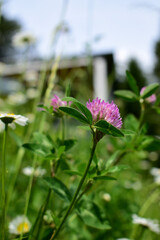 Romantischer Weg mit Blumen, Margariten und Rotklee im Sommer im Garten, Bienenweide und Gartendesign
