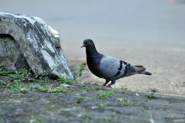 Gray doves are looking for food in the yard