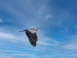 Graureiher im Flug