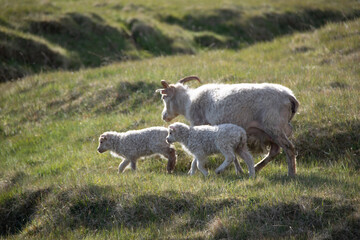 sheep and lamb