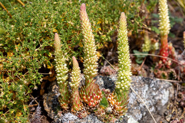 succulents in the wild.succulents in the wild. Vegetation on Lake Baikal. Orostachys spinosa in Baikal