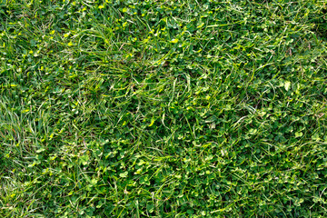 Green grass texture for background. Close-up.
