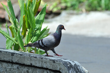 Gray doves are looking for food in the yard