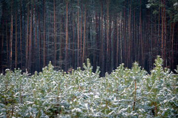 Zimowy leśny krajobraz 