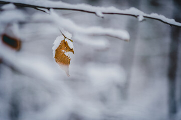 Zimowy liść  - obrazy, fototapety, plakaty