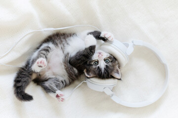 cute fluffy kitten cat in white musical headphones on a white background. High quality photo
