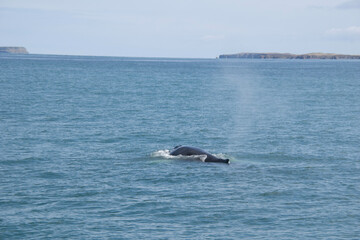 Fototapeta premium dolphin jumping out of water