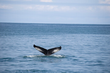 Fototapeta premium dolphin