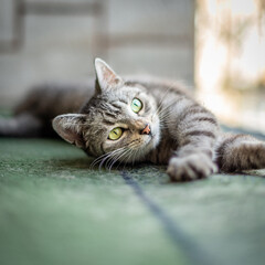 Kot na dywanie  © Kacper