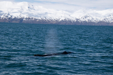 humpback whale tail