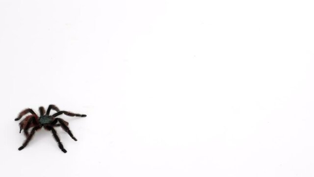 eine gro&szlig;e schwarze spinne l&auml;uft schnell &uuml;ber einen wei&szlig;en untergrund, studio shot, 50 fps