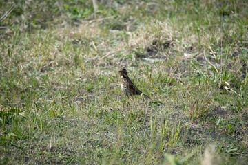 red tailed hawk
