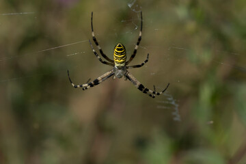 Argiope aurantia