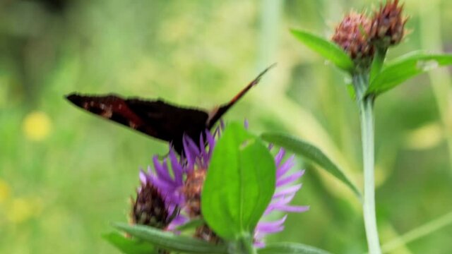 In the park on a flowering flower sits a beautiful butterfly