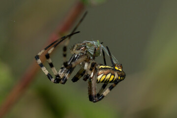 Argiope aurantia