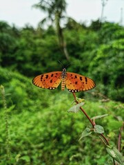 butterfly on a flower