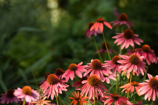 Blooming pink echinacea flowers, horizontal floral frame with bokeh garden background, floral background with space for text.
