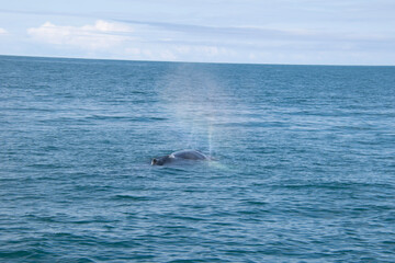 dolphin jumping in the sea