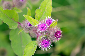 Common burdock, or Arctium minus, on a summer afternoon, close-up © veronique