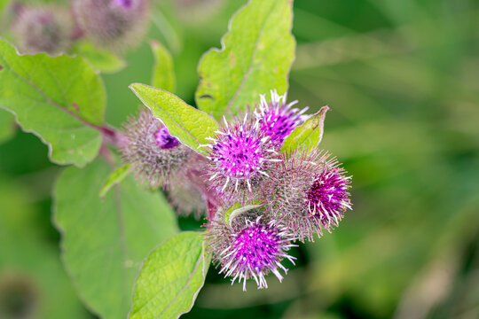 Common burdock, or Arctium minus, on a summer afternoon, close-up