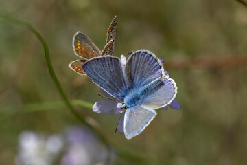 Plebejus argus is a butterfly in the family Lycaenidae. It has bright blue wings rimmed in black with white edges and silver spots on its hindwings, lending it the name of the silver-studded blue.