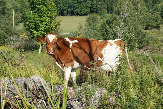 Curious Ayrshire Cow In A Field