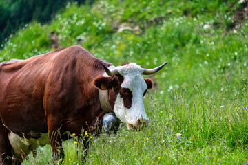 Vache de Haute-Savoie