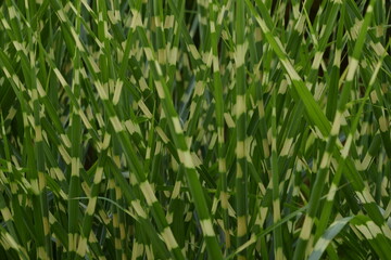 Eulalia 'Zebrinus' leaves closeup.